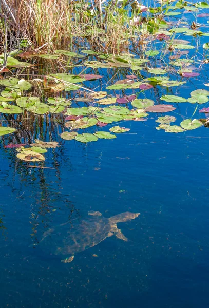 フロリダ州オケフェノーク国立公園の湖で淡水亀 — ストック写真