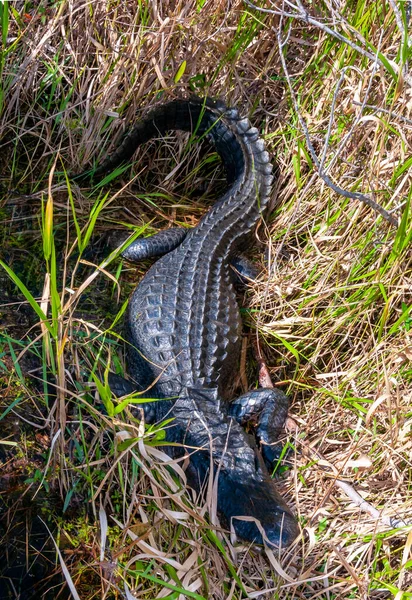 一只野生的美国鳄鱼 Alligator Mississippiensis 缓慢而安静地游过 — 图库照片