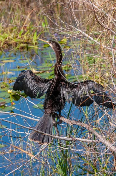 Ein Anhinga Anhinga Anhinga Wasservögel Die Ihre Flügel Auf Einem — Stockfoto