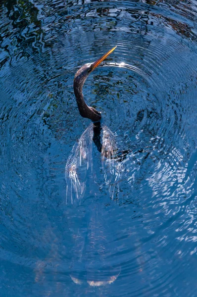 Anhinga Anhinga Anhinga Ptactwo Wodne Łowiące Pod Wodą Jeziorze Florydzie — Zdjęcie stockowe