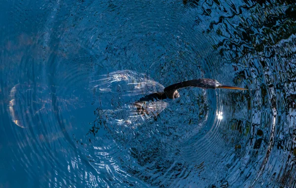 Bir Anhinga Anhinga Anhinga Florida Bir Gölde Altında Balık Tutan — Stok fotoğraf