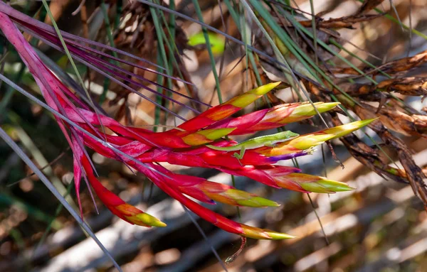Grønn Anol Anolis Verde Rød Blomst Tillandsia Fasciculata Florida – stockfoto