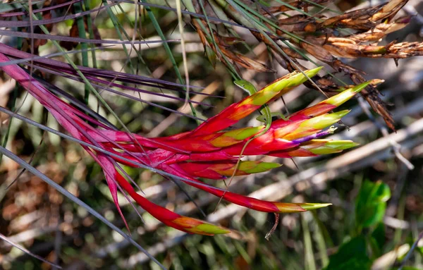 Grüne Anole Anolis Verde Auf Einer Roten Blume Tillandsia Fasciculata — Stockfoto