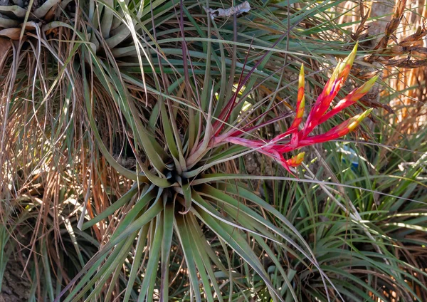 Tillandsia Fasciculata Bromélia Tillandsia Flores Florida — Fotografia de Stock