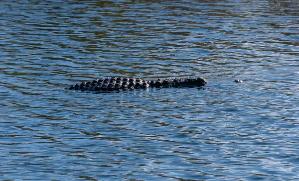 Ένας Άγριος Αμερικανός Αλιγάτορας Alligator Missippiensis Κολυμπά Αργά Και Αθόρυβα — Φωτογραφία Αρχείου