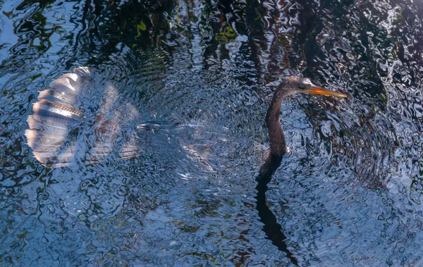 Anhinga Anhinga Anhinga Păsări Apă Care Pescuiesc Sub Apă Într — Fotografie, imagine de stoc