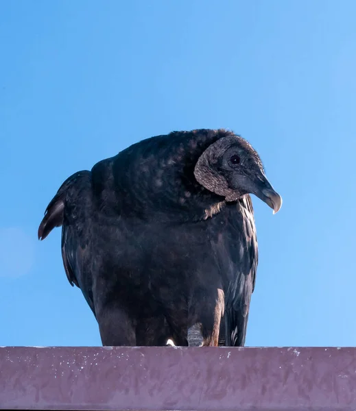Beautiful Black Vulture Coragyps Atratus Bird Watching Perched Rooftop National — Stock Photo, Image