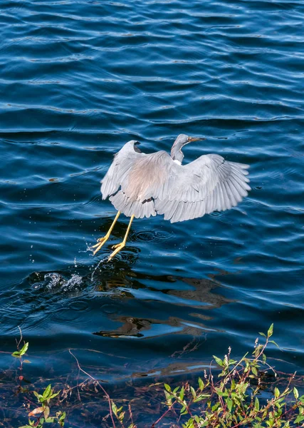 美国佛罗里达州中部一个池塘中的蓝鹭 Egretta Caerulea — 图库照片