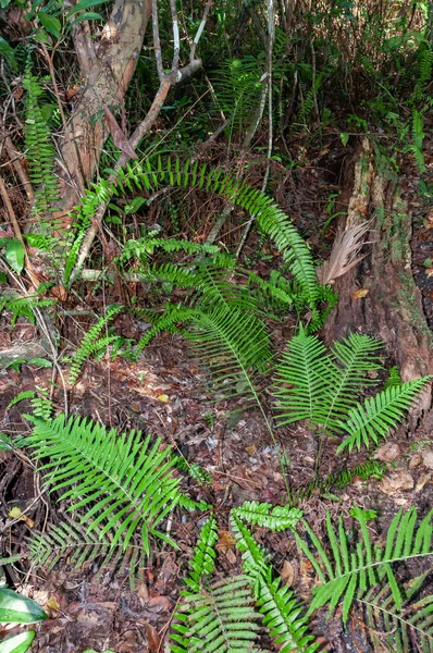 佛罗里达州国家公园红树林中的蕨类 — 图库照片