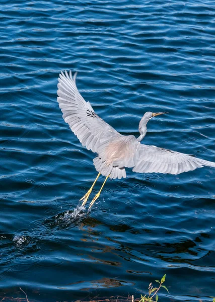 美国佛罗里达州中部一个池塘中的蓝鹭 Egretta Caerulea — 图库照片