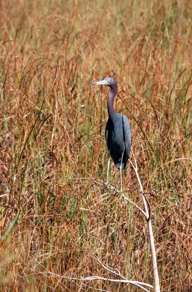 Birds Usa Blue Heron Egretta Caerulea Uma Lagoa Central Flórida — Fotografia de Stock