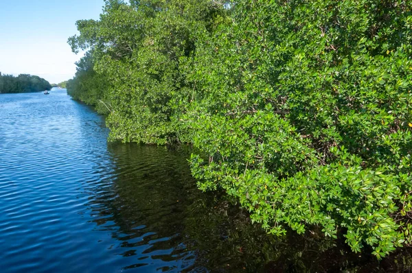 stock image Mangroves on the coast of the Gulf of Mexico in Florida