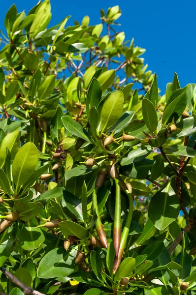Mangroves Graines Longues Poussant Sur Côte Golfe Mexique Floride — Photo