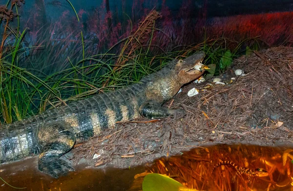 美国Florida 2011年11月30日 位于佛罗里达州Okefenoke公园游客中心内部的密西西比州鳄鱼 — 图库照片