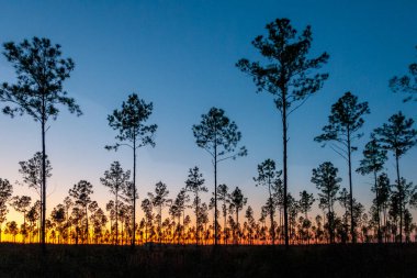 Kırmızı bir günbatımına karşı yalnız kozalaklı ağaçlar, Florida