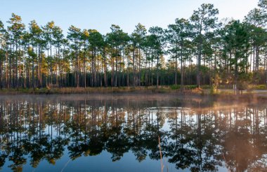 Akşamları Louisiana, ABD 'de göldeki ağaçların yansıması.