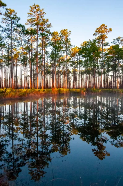 Reflexion Von Bäumen Seewasser Abend Bei Sonnenuntergang Louisiana Usa — Stockfoto