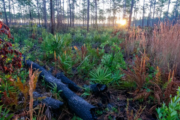 Маленькие Пальмы Подлеске Среди Хвойных Деревьев Болотах Луизианы — стоковое фото