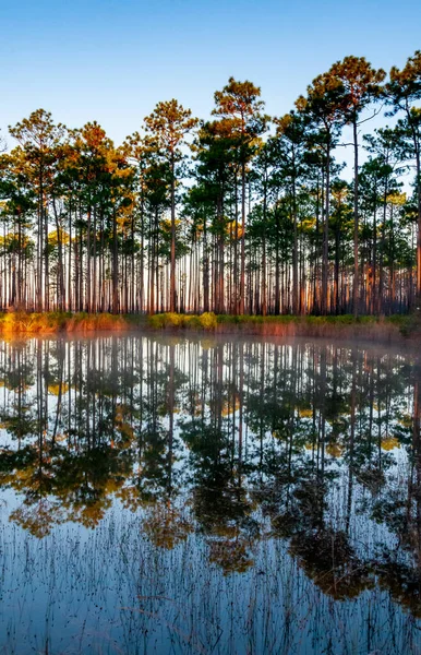 Αντανάκλαση Των Δέντρων Στο Νερό Της Λίμνης Βράδυ Στο Ηλιοβασίλεμα — Φωτογραφία Αρχείου