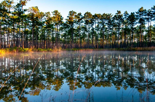 Reflexão Árvores Água Lago Noite Pôr Sol Louisiana Eua — Fotografia de Stock