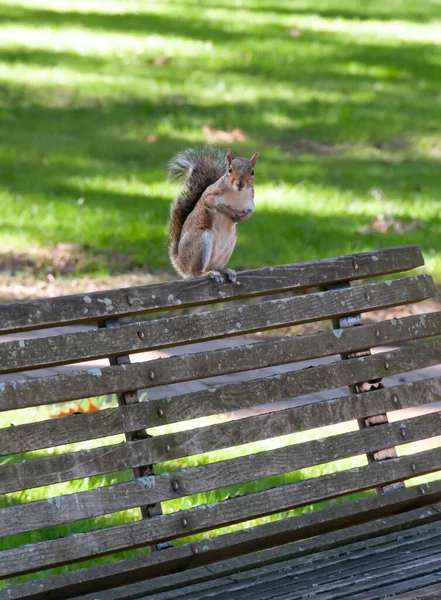 Gray Squirrel Sciurus Carolinensis Seekor Tikus Yang Duduk Bangku Taman — Stok Foto