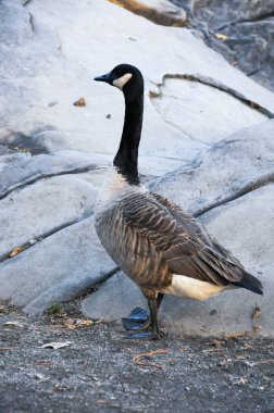 Kanada kazı (Branta canadensis), New York, Manhattan Park 'taki gölde dinlenir.