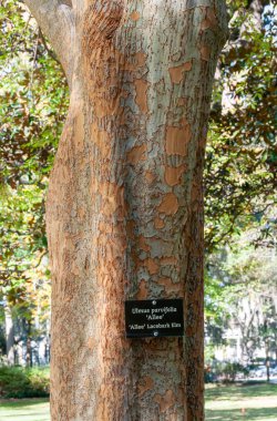 SAVANNAH, ABD - 02 Aralık 2011: Parktaki bir ağaçta yazılı (Ulmus Parvifloria, ALLEE) bilgilendirici bir plaket