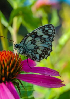 Mermer beyazı (Melanargia galaksisi), kelebekler bir ekinezya çiçeğinin üzerinde oturur ve nektar içerler.