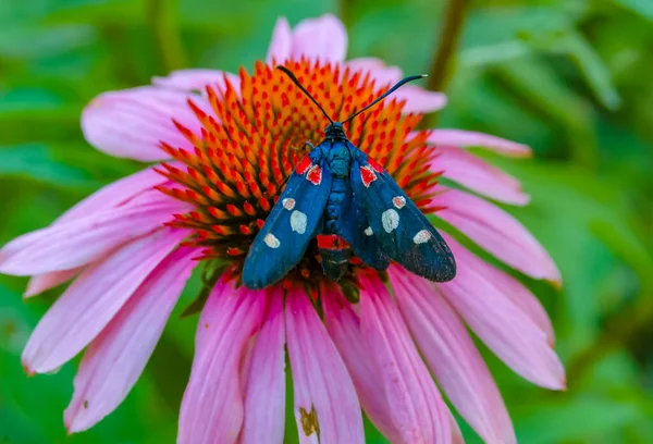 Burnetmot Zygaena Ephialtes Vlinders Zitten Een Echinacea Bloem Drinken Nectar — Stockfoto