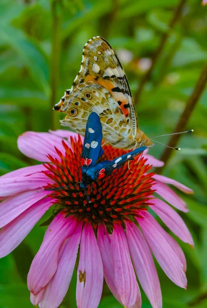 Schmetterlinge Sitzen Auf Einer Echinacea Blüte Und Trinken Nektar — Stockfoto