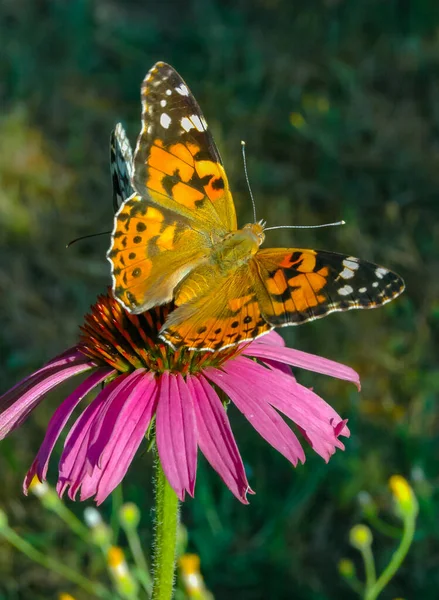 Signora Dipinta Vanessa Cardui Farfalla Siede Fiore Echinacea Purpurea Beve — Foto Stock