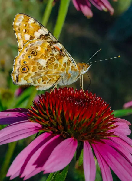 Malowana Pani Vanessa Cardui Motyl Siedzi Echinacea Purpurea Kwiat Pije — Zdjęcie stockowe