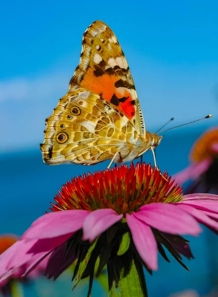 Senhora Pintada Vanessa Cardui Borboleta Senta Uma Flor Echinacea Purpurea — Fotografia de Stock