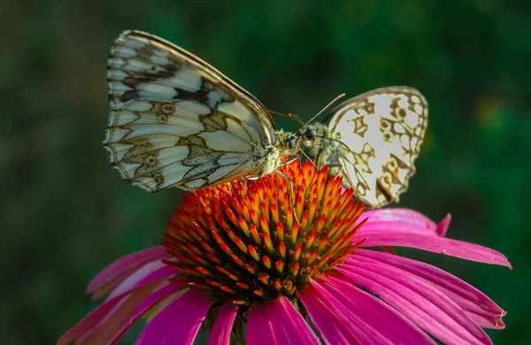 斑斑的白色 Melanargia Galathea 蝴蝶栖息在仙人掌花上 喝花蜜 — 图库照片