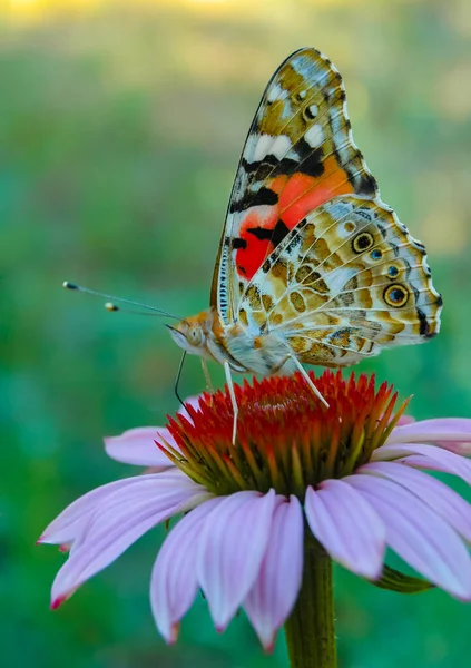 Dame Peinte Vanessa Cardui Papillon Assis Sur Une Fleur Échinacée — Photo