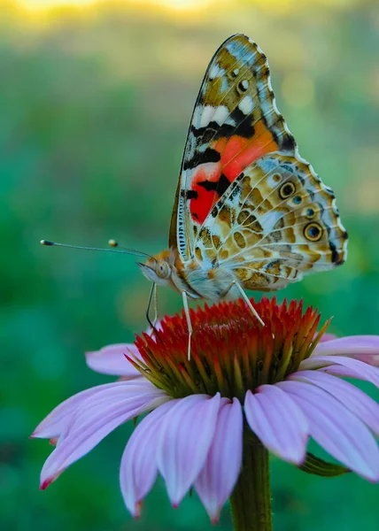 Dame Peinte Vanessa Cardui Papillon Assis Sur Une Fleur Échinacée — Photo