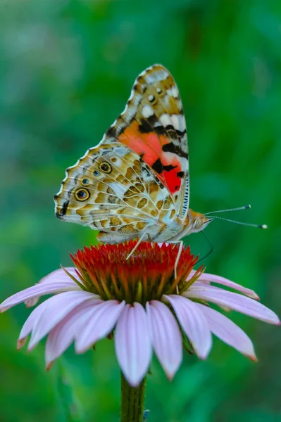Розфарбована Леді Ванесса Кардуї Метелик Сидить Квіточці Пурпурової Ехінацеї Нектар — стокове фото
