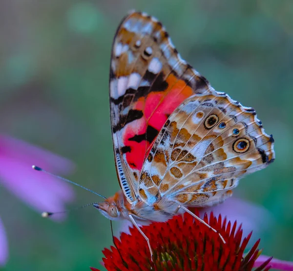 Señora Pintada Vanessa Cardui Mariposa Sienta Una Flor Echinacea Purpurea — Foto de Stock