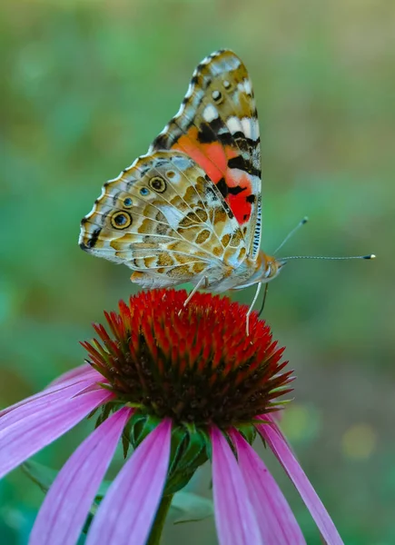 Malowana Pani Vanessa Cardui Motyl Siedzi Echinacea Purpurea Kwiat Pije — Zdjęcie stockowe