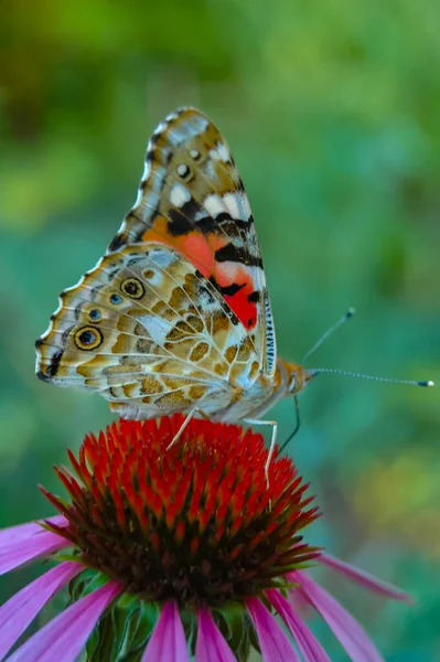 페인트 바네사 나비는 화밀을 마신다 — 스톡 사진