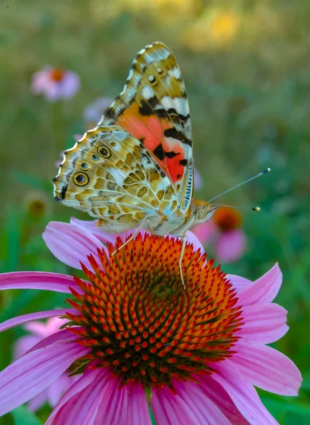 Signora Dipinta Vanessa Cardui Farfalla Siede Fiore Echinacea Purpurea Beve — Foto Stock