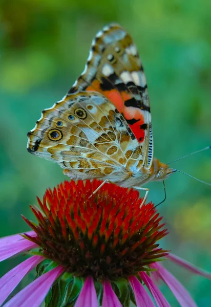 Painted Lady Vanessa Cardui Butterfly Sits Echinacea Purpurea Flower Drinks — Stock Photo, Image