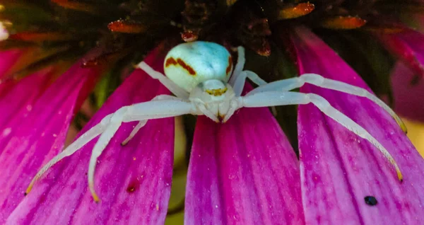 ゴールデンロッドカニのクモ ミスマネバティア エキナセアの花の花びらを待ち伏せして座っています — ストック写真