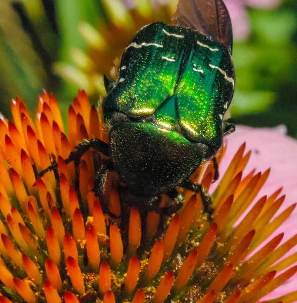 Yeşil Gül Chafer Cetonia Aurata Bir Böcek Ekinezya Çiçeğinin Üzerinde — Stok fotoğraf