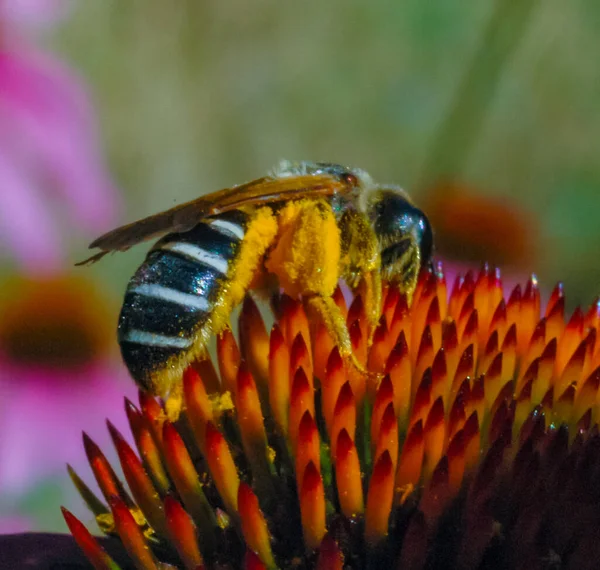 Abeille Découpeuse Luzerne Megachile Rotundata Insecte Collecte Nectar Sur Fleur — Photo