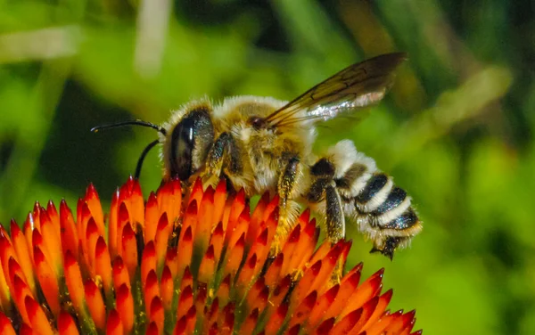 Abeille Découpeuse Luzerne Megachile Rotundata Insecte Collecte Nectar Sur Fleur — Photo