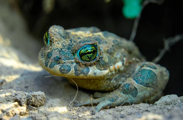 Green Toad Crawled Out Its Burrow Wintering Underground — Stock Photo, Image