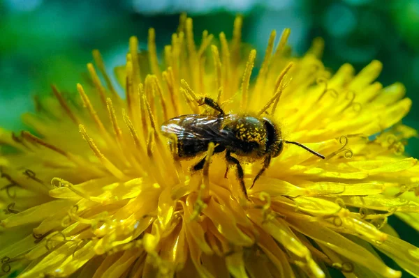 stock image A bee collects pollen and drinks nectar on a yellow dandelion flower