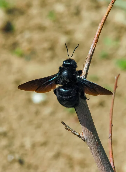 Xylocopa Violacea Μεγάλη Μέλισσα Ξυλουργός Αναπαύεται — Φωτογραφία Αρχείου