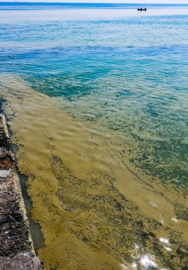 (Nodularia spumigena), ekolojik felaket, Karadeniz 'de mavi-yeşil zehirli bir alg filizlenmesi